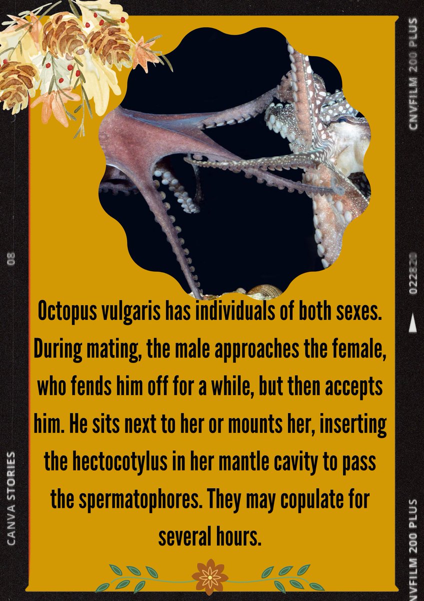 Chrisleeer_DragQueen (@chrislertorres) on Twitter photo 