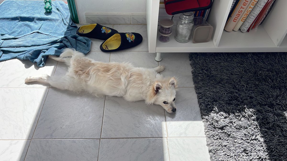 Mi perro se ha convertido en una alfombra más de la casa