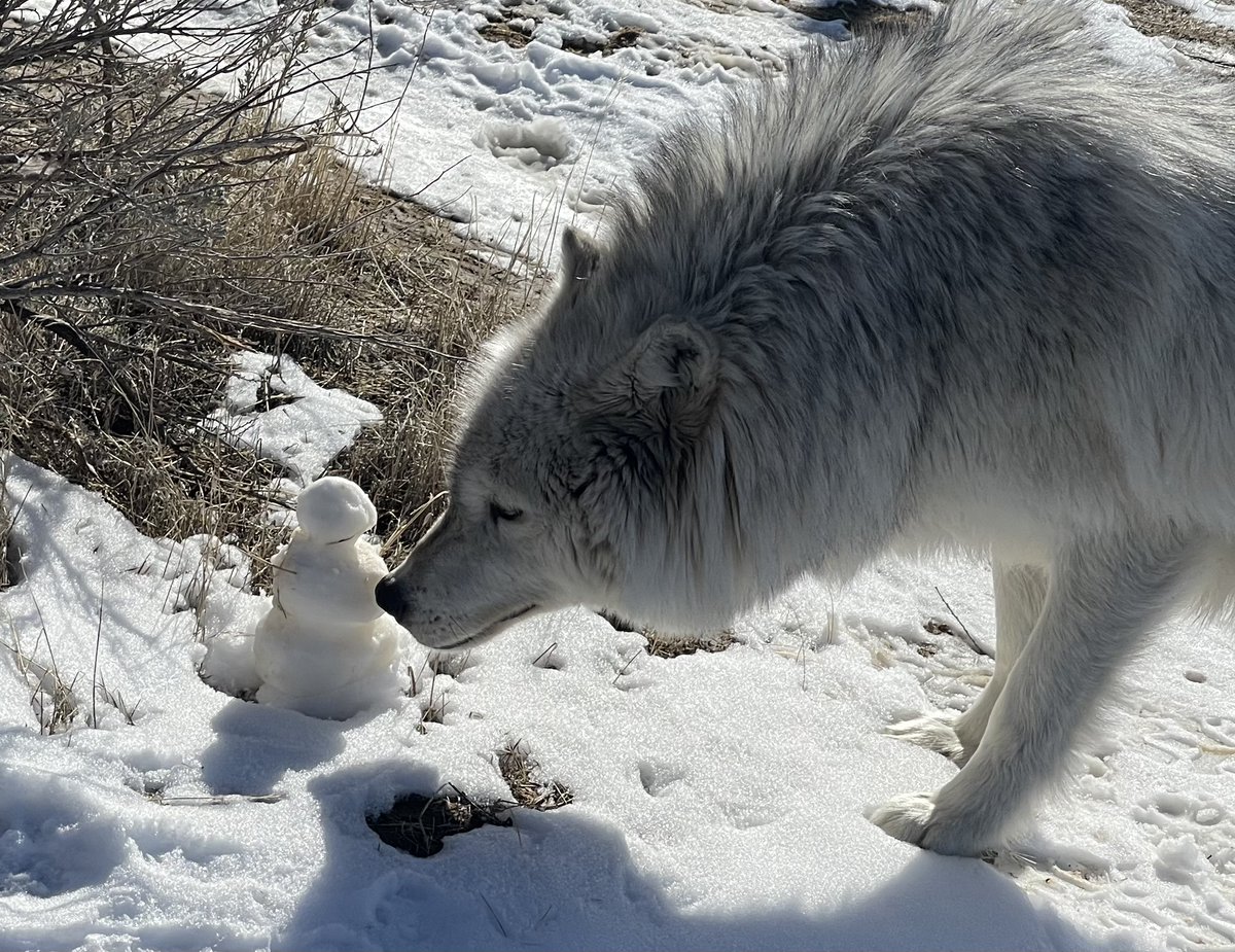 wolfhavenint's tweet photo. Todayโs Montana Monday: a female McCleery wolf investigates her snowman โ๏ธโ๏ธ
#wolfhaveninternational #sanctuary #education #conservation #montana #winter #snow #wolf #mccleerywolf #wolves #buffalowolves #ranchlife #snowman #conserveandprotect https://t.co/zPX6YDvoYm