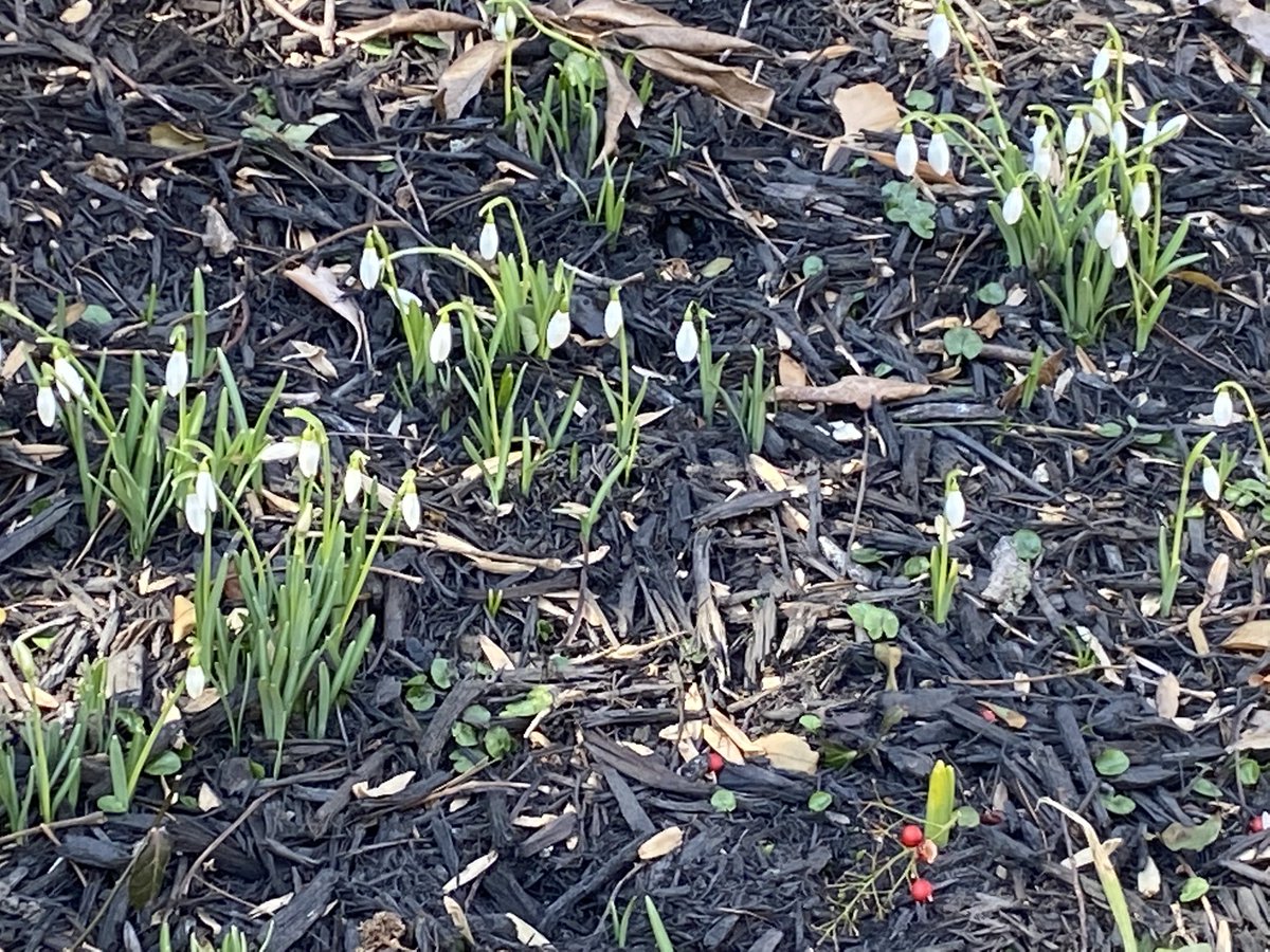 Adrian Higgins tweet media