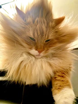 飼い主が愛猫をなでると スーパーサイヤニャンに変身 オーラをまとうような迫力たっぷりな姿が面白かわいい ねとらぼ
