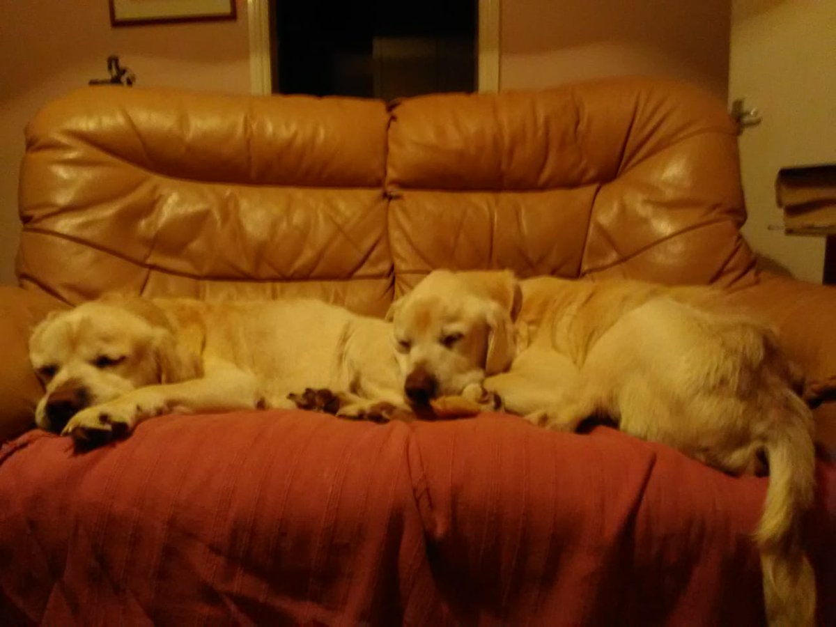 RSPCAHerefordshire (@rspcahereford) on Twitter photo Buster and Bailey came into our care after their owner sadly passed away. These gorgeous boys are looking for a new home and love lots of attention and fuss.
Please email to register your interest on rspcahereford@yahoo.co.uk
#rspcaherefordshire #rescuepets #rehoming #doggos Buster and Bailey came into our care after their owner sadly passed away. These gorgeous boys are looking for a new home and love lots of attention and fuss.
Please email to register your interest on rspcahereford@yahoo.co.uk
#rspcaherefordshire #rescuepets #rehoming #doggos