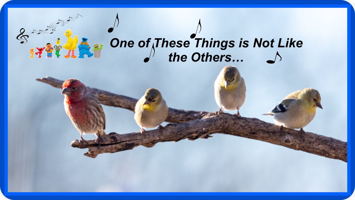 Happy Monday!
#bingsWhimsicalWings 
#retirementRocks