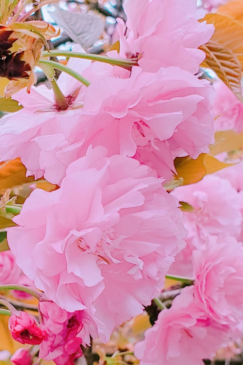 💜ジャスミン💜 tweet media