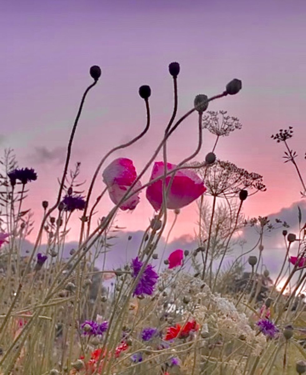 Searing Heart Wintersoda97 Twitter Searing Heart Wintersoda97 Twitter