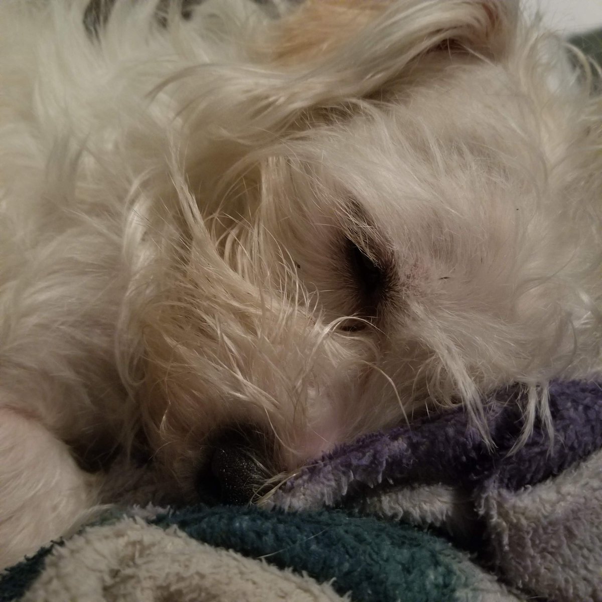 MPolicronis's tweet photo. @SlumberReads This is Fuzzel aka Riley Fuzzel, aka Mr.Fuzzel butt. I've been with him since day one when my friends dog had puppies.  He is a velcro dog for sure. I remember when I had privacy :( https://t.co/zugqAsZrAj