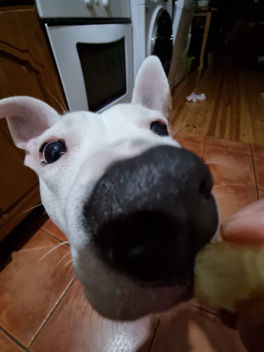 RuisongHan's tweet photo. Big nose of this little girl https://t.co/NcLV7BHSps