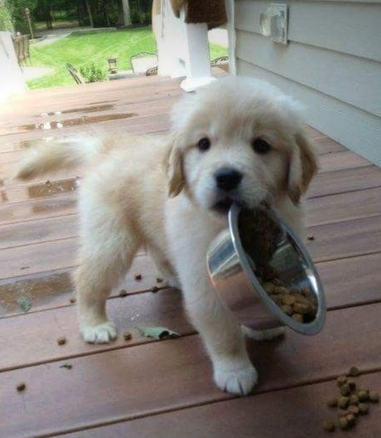 puppies are hungry