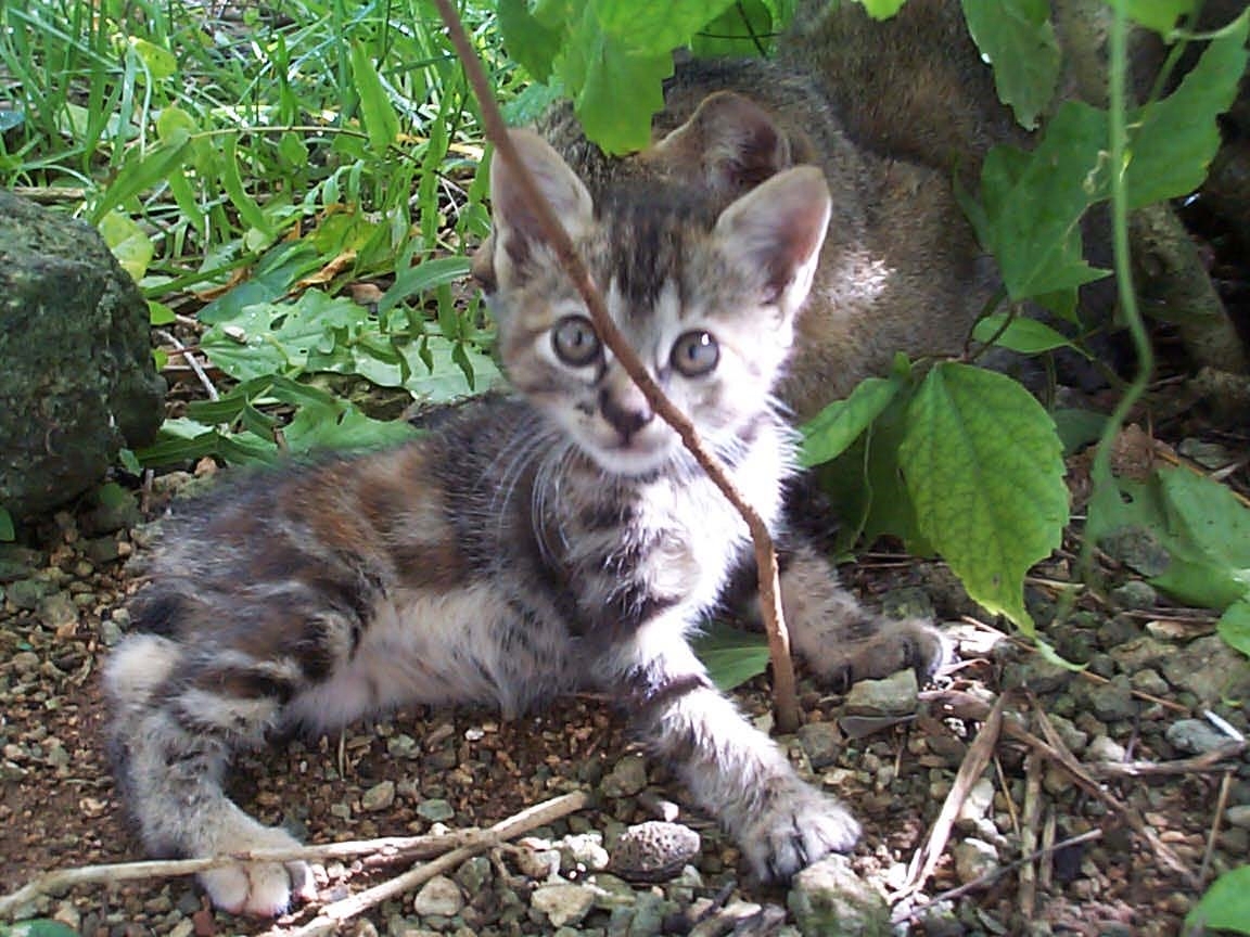 UmiMiyakojima's tweet photo. 2022.02.22 ネコの日だそうです。
#Saipan #yasicyun #cyun #yasineko #ネコ #猫の日 https://t.co/3ItcDLPbCn