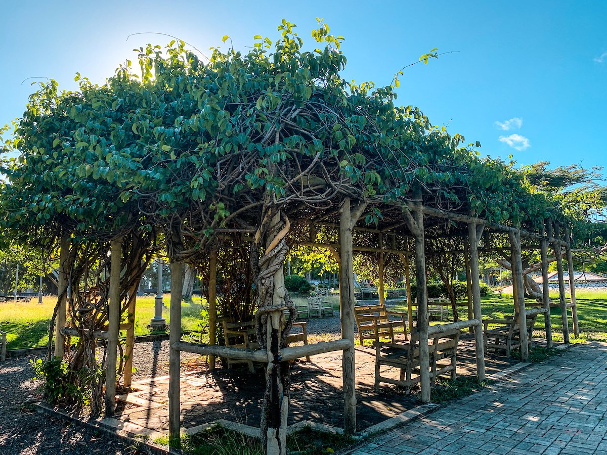discover_PR's tweet photo. Just at the entrance of Old San Juan, you can find the beautiful urban Luis Muñoz Rivera Park. This peaceful place offers visitors enough space to plan outdoor recreational activities.🌳❤️ @SJCiudadCapital #500AñosSJ #ItsTimeToBook #DiscoverPuertoRico https://t.co/6YgN4xWDDj https://t.co/jnN5MRklCv