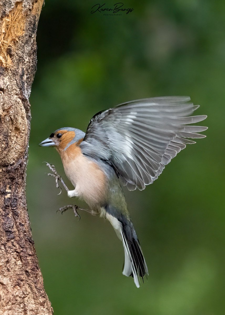 Looking forward to a return visit to Penny Hedge next week. In the meantime here are a few images from the summer. <a href="/Wildphoto4all/">Wildlife Photography for all</a> <a href="/IAOWP1/">IAOWP</a> <a href="/Natures_Voice/">RSPB</a> <a href="/BBCSpringwatch/">BBC Springwatch</a> <a href="/WildlifeMag/">BBC Wildlife</a> <a href="/BBCEarth/">BBC Earth</a> <a href="/BBCCountryfile/">BBC Countryfile</a>
