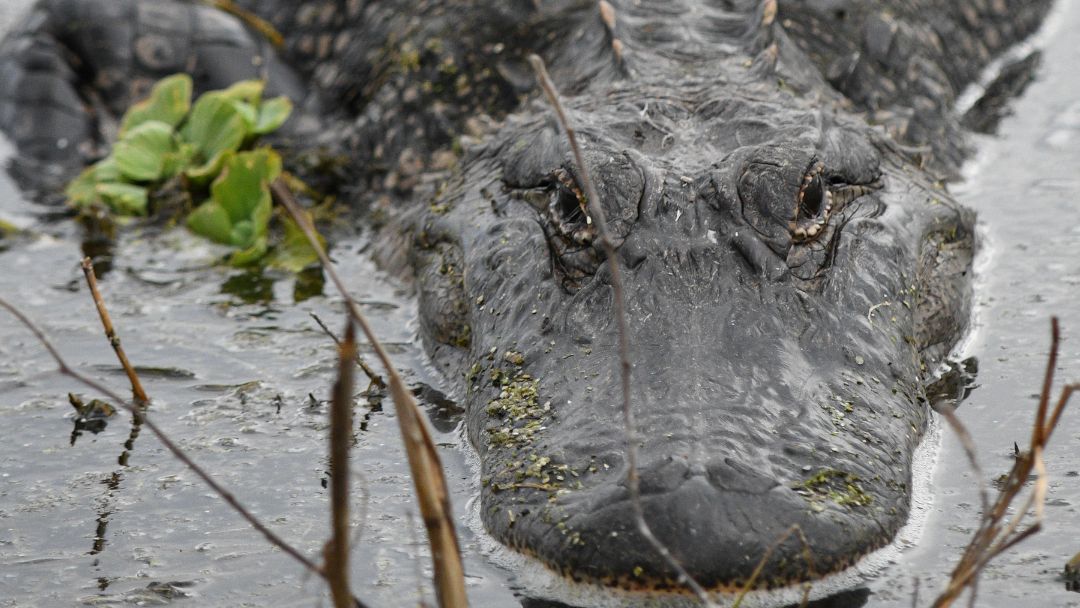 fstopfoundation's tweet photo. Use an emoji to tell us your reaction if you ran into this guy! We'll go first: 🏃 🐊  

📸 Zach Steinhauser 

#WildlifePhotography #ConservationPhotography #WildlifePreservation #SpeciesConservation #fStopFoundation https://t.co/3LQwrjCIxh