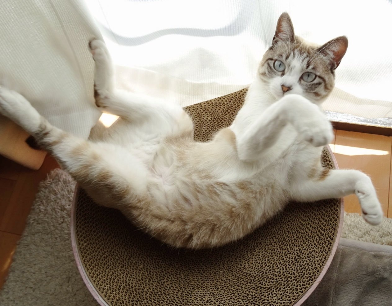 ピチャン 今世紀最大の猫の日とのことで 猫の舞をお届けします シャムトラ 猫の日 猫 猫のいる暮らし 猫好きさんと繋がりたい T Co Po2h1sagyd Twitter