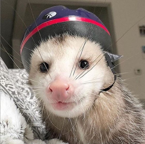 PossumEveryHour's tweet photo. https://t.co/Hj6kyxTJNn