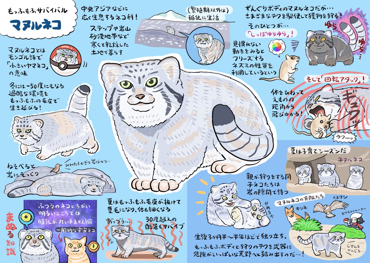 ぬまがさワタリ先生が スーパー猫の日 にもふネコ界のエース マヌルネコ の図解イラストを投稿 ネコ科の多様性に思いを馳せよう Togetter ぬまがさワタリ先生が スーパー猫の日 にもふネコ界のエース マヌルネコ の図解イラストを投稿 ネコ科の多様性に思いを馳せよう Togetter