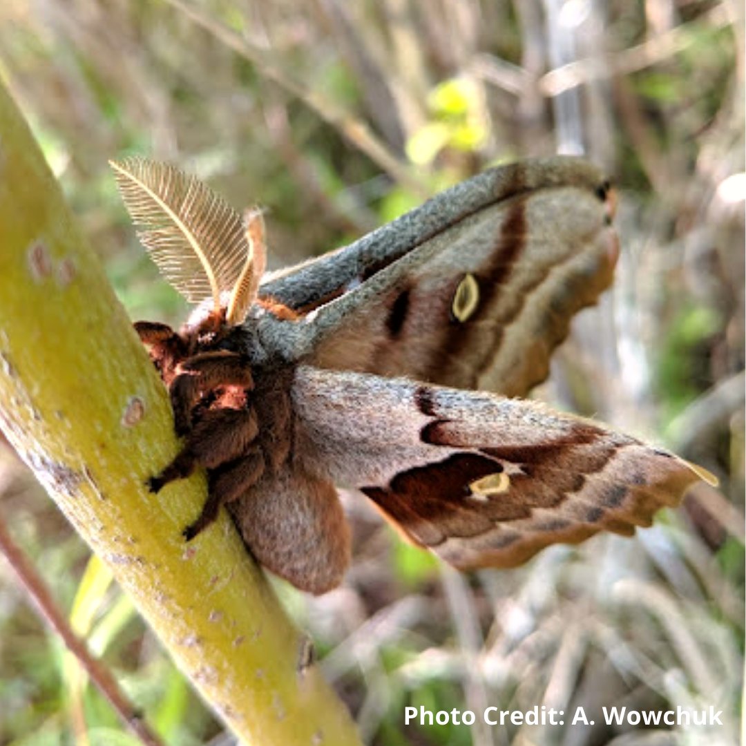 BeeCityBrandon's tweet photo. The Polyphemus Moth (Antheraea polyphemus) is a type of giant silk moth found in Manitoba that can reach a wingspan of 15cm!

These moths overwinter in cocoons and emerge as adults in the summer.

#bdnmb @BeeCityCanada @NatureManitoba @BdnRiverbank https://t.co/khHraMHuWD