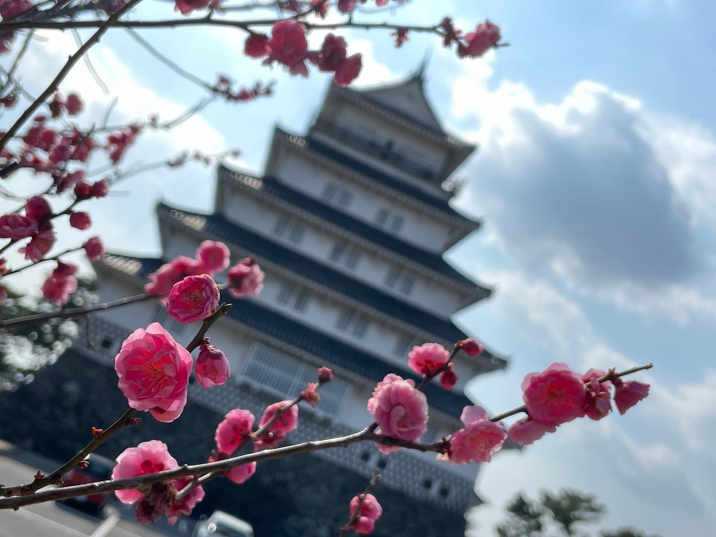 株式会社島原観光ビューロー 本日は開花情報のお知らせ 島原城内の梅 現在見頃です 九州旅行 九州観光 長崎旅行 長崎観光 旅行 島原市 島原観光 お出かけ 島原城 梅園 古野梅園 梅の花 梅 花 春 春の花 Shimabara Shimabarakanko