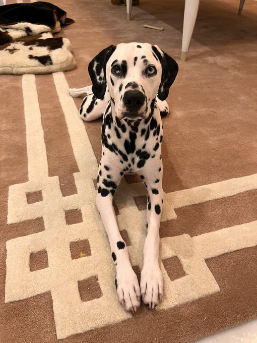 My dog isn’t a dog… if you get me, I love you ! https://t.co/CJxPwUyujn