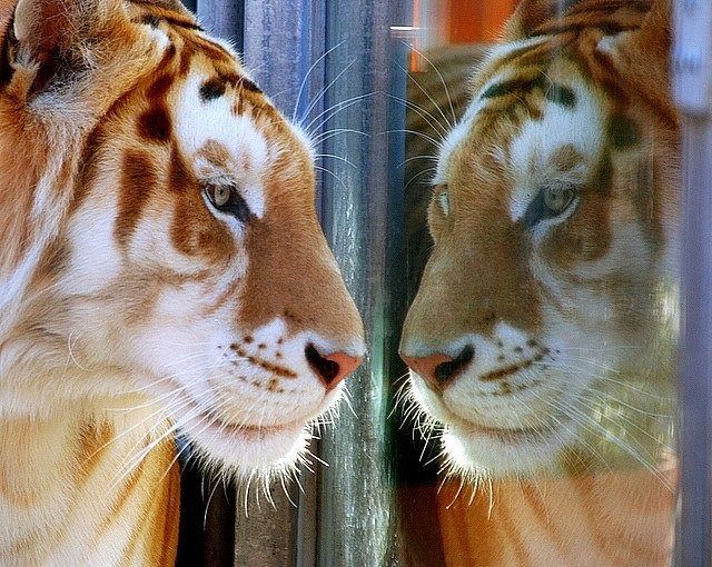 CPRToken's tweet photo. How others see you is irrelevant, how you see yourself is everything - go get it Tiger !

#cryptorepublic #Solana #SolanaNFTs #SolanaNFT #SolanaGiveaways #solanaairdop #SolanaAirdrops #NFTartist #NFTs #NFTCommunity #NFTdrop #NFTGiveaway #NFTProject #NFTGame #NFT https://t.co/ocNyv65Lse