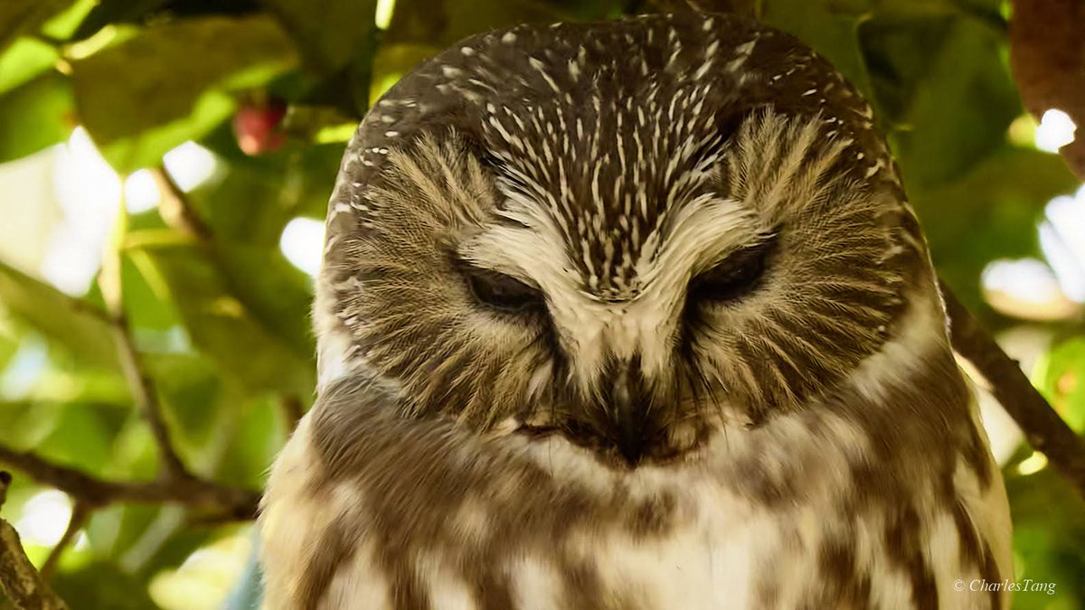 Charles Tang tweet media