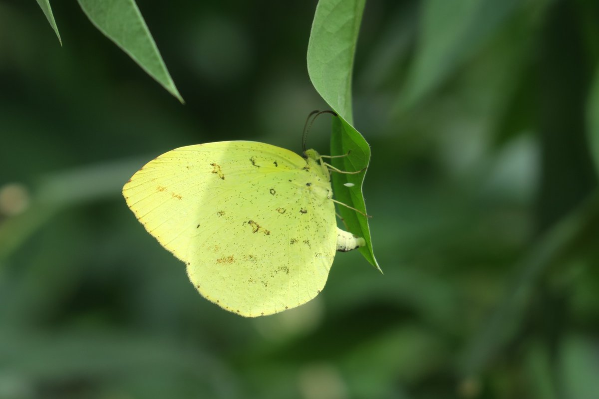パピヨンドームでキタキチョウが久し振りに産卵しました 季節的な関係からなのか 去年の１１月から今年の２月上旬までは食草の鉢を 22 02 22 東区の動植物園 水族館 広島市森林公園こんちゅう館 まいにちを豊かに りっち