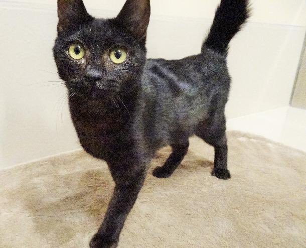 本日2月22日は 猫の日 にゃんにゃんにゃん 語呂合わせですね 子猫の新しい飼い主さんを募集しています みんな 卒業 できますように 川崎市ホームページ 川崎区 川崎区民ニュース 本日2月22日は 猫の日 にゃんにゃんにゃん 語呂合わせですね 子猫の新しい飼い主さんを募集しています みんな 卒業 できますように 川崎市ホームページ 川崎区 川崎区民ニュース