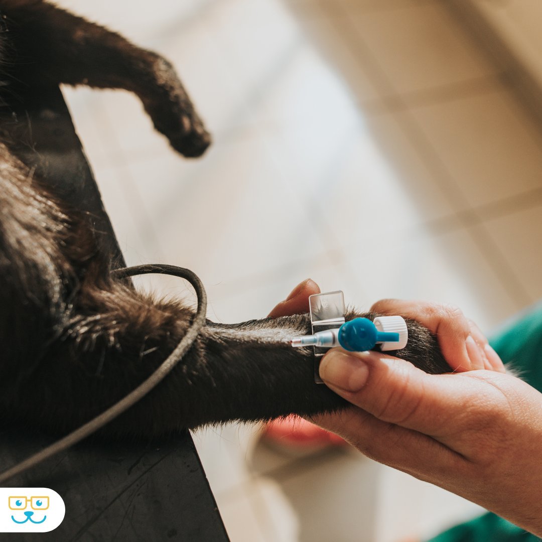 RauAnimalHosp's tweet photo. Cats are notorious for hiding any sign of pain or illness. Oftentimes, if there is something wrong with your cat, you may not find out about it until it has progressed fairly far in its course. It's possible to suddenly realize that there is something really serious going on  ... https://t.co/h74RQ6vmeZ