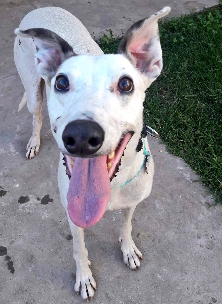 AdoptaUnGalgo's tweet photo. 💙Gino busca casa. Dulce galgo de 8 años, castrado, vacunado, mimoso y alegre. Se lleva bien con perros y gatos, ama a la gente💜
☝ Gino toma 1 pastilla diaria para regular su presión y come alimento renal con lo cual está super saludable y en forma. No necesita otros cuidados☺ https://t.co/djezdfZVxE