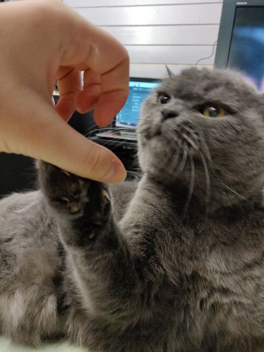 WitchRussian's tweet photo. Вот это чудо только что испугало всех https://t.co/03MBeCgqFP