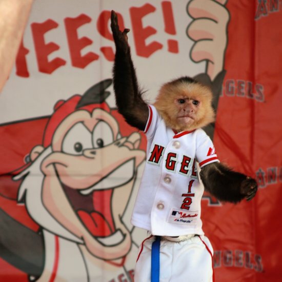Baseball In Pics on X: Angels Rally Monkey used during the Angels 2002  World Series run  / X