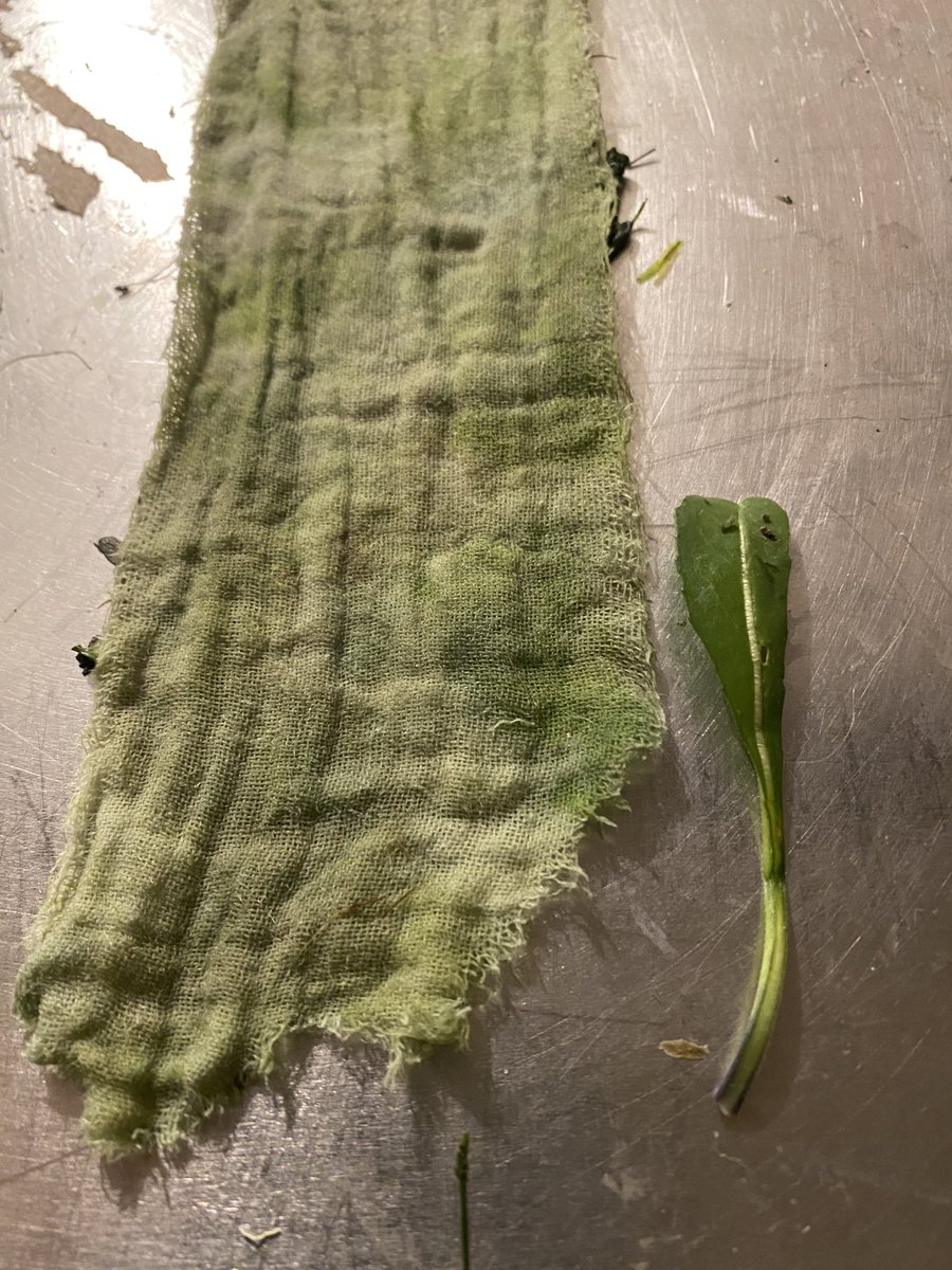 vicki_dean1's tweet photo. Winter blues, well hopefully by the morning when it oxidises #isatistinctoria #blue #alchemy #naturaldyes #naturalcolour #experimenting #regionalcolour #colourmagic #sustainabletextiles https://t.co/vkWH8WcL6G