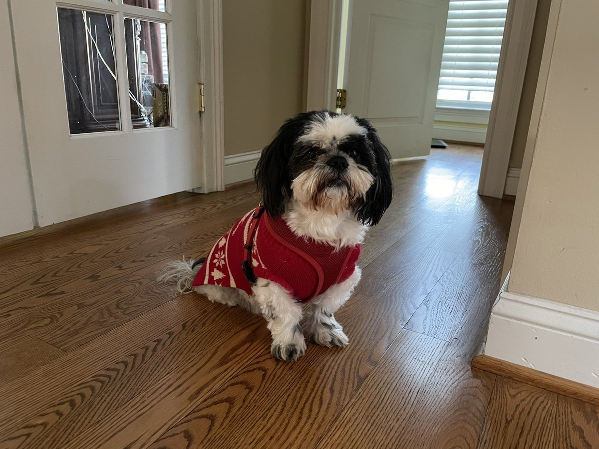 lulupup's tweet photo. @ShihTzu_lovs Lulu is the only@dog@in the house https://t.co/Vdq8vj7Kln