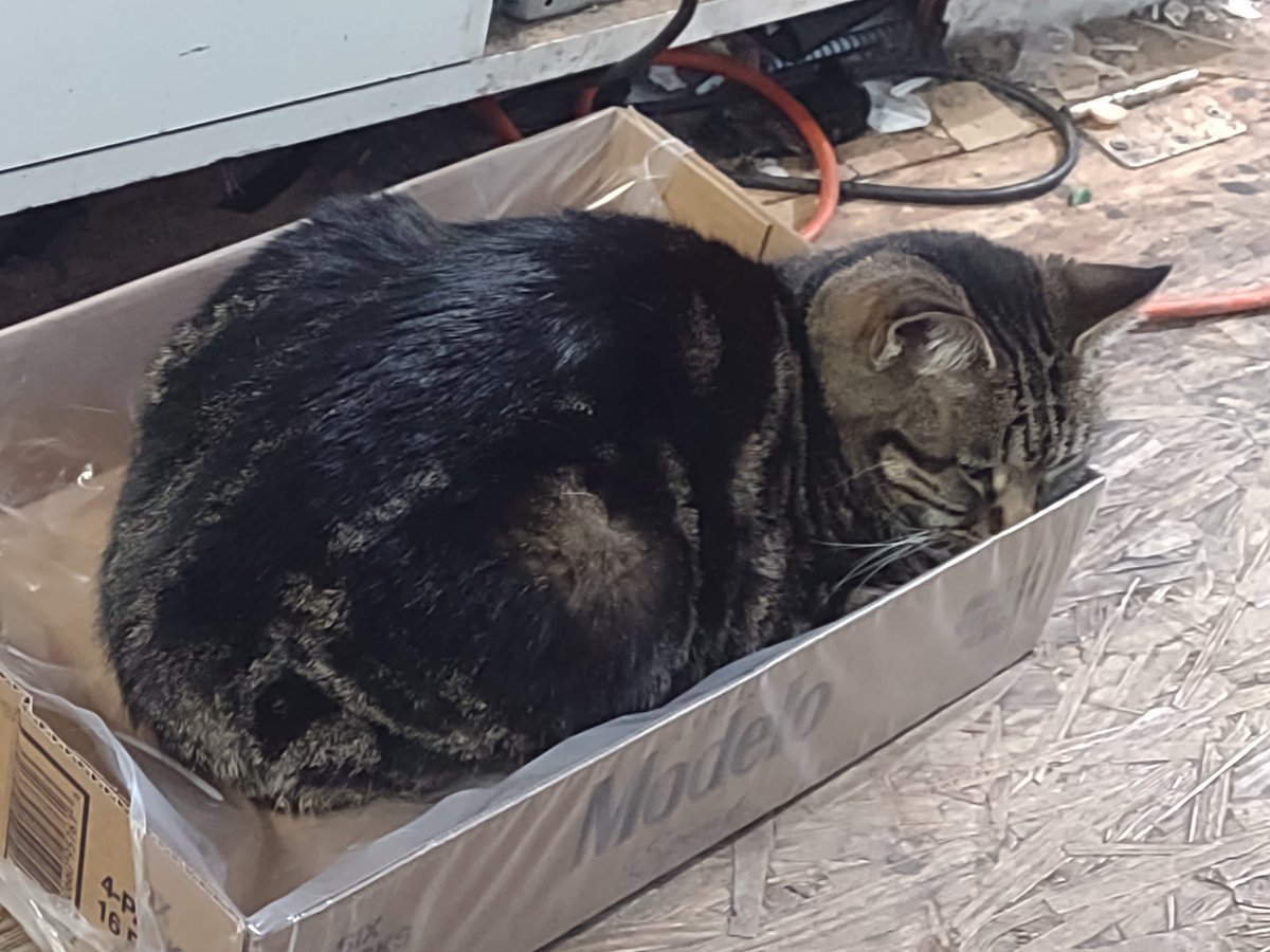 LordBoozeKitty's tweet photo. Just my mom living her best #boxkitty life.
#CatsOfTwitter #cats https://t.co/jj97smWAqN