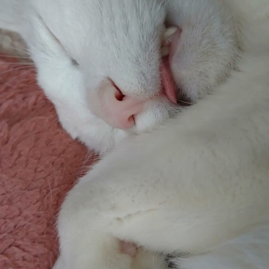 Shampoo0605's tweet photo. 猫の日です😊
うちの猫は病気になって目が見えなくて耳も聴こえなくなっちゃったけど一生懸命生きてます🍀世界中の猫ちゃんが幸せでありますように🍀20220222
#猫の日 #にゃんにゃんにゃんの日 https://t.co/zUUsXuoWz5