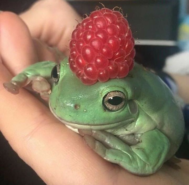 Лягушка с накрашенными губами
