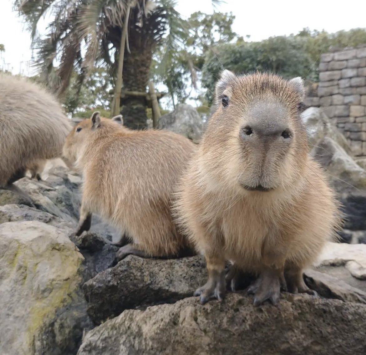 Buy Cute Capybara Phone Wallpaper for Iphone and Android Online in India   Etsy