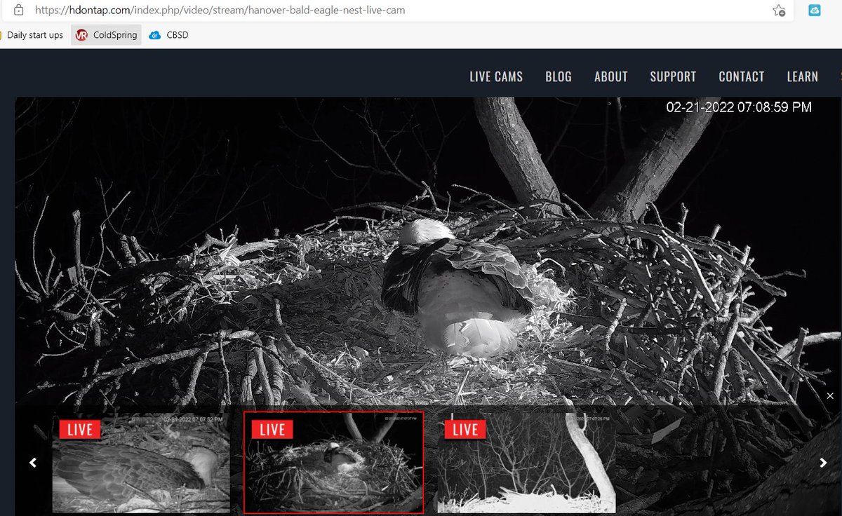 Looking forward to introducing this year's class to the Bald Eagle nest tomorrow - I've missed sharing it the last two years. #BaldEagle #CBSD #4thGrade