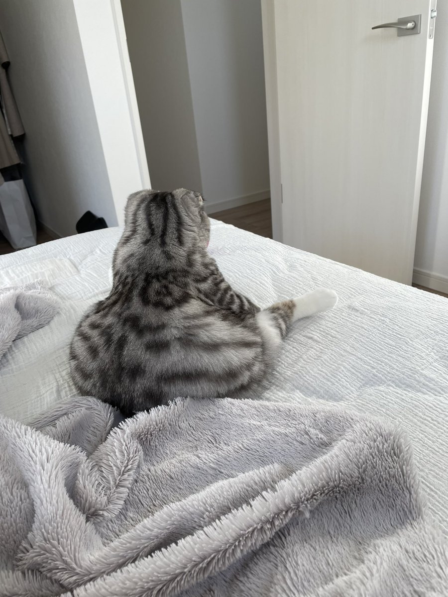 kkquiero's tweet photo. ねこの日ですね
 #猫の日  #ねこ  #猫好きさんと繋がりたい  #猫の日2022 https://t.co/jFeqNfVWi2