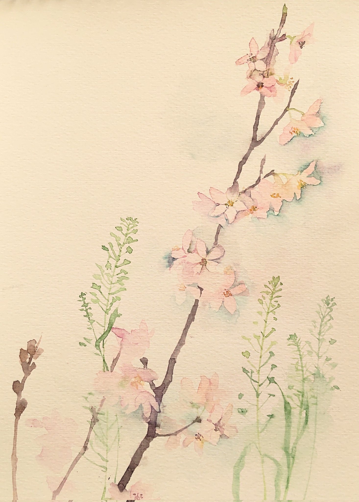 Anmitsucat 啓翁桜とナズナ お花屋さんで売ってるナズナはちょっとちがう ペンペンの部分が 型じゃなくて丸いんだよねー 195 270mm 水彩スケッチ バルビゾン水彩紙 T Co Mp5ii6mz7c Twitter