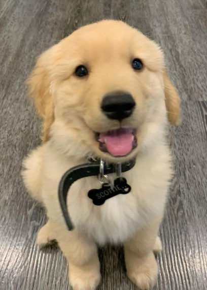 WeRateDogs tweet media