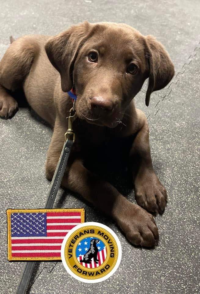 Meet Clay! Our newest service dog in training and sponsored by the Purple Heart Foundation! Clay has his own page on Facebook and we'd love for you to follow his journey  facebook.com/ClaythePurpleH…

<a href="/MOPH_HQ/">The Military Order of the Purple Heart</a> 
#servicedogintraining 
#Veteran 
#puppylove
