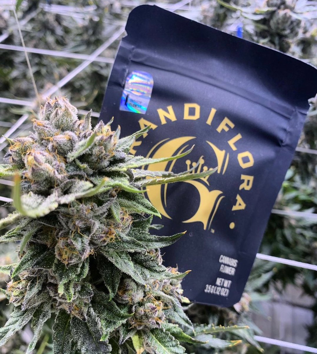 bernersonhaight's tweet image. Swing thru #BernersOnHaight for some HECTANE ⛽️ ⛽️  by #GrandifloraGenetics alllll day 🔥