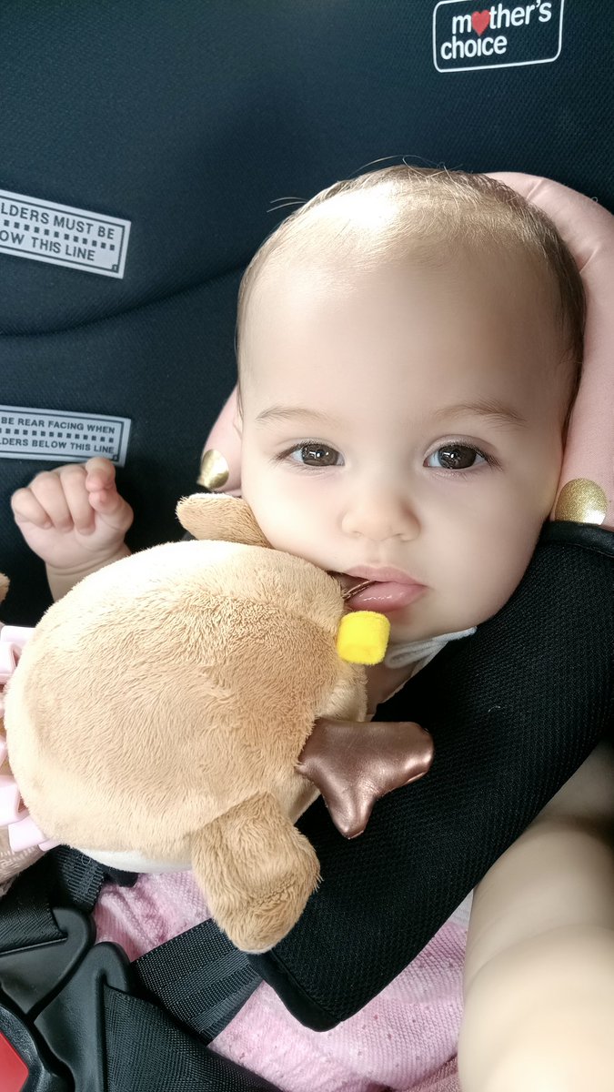 BenWallMMA's tweet photo. Little Nova is growing up so fast. Over 7 months old already. https://t.co/JtFwpzRQrc