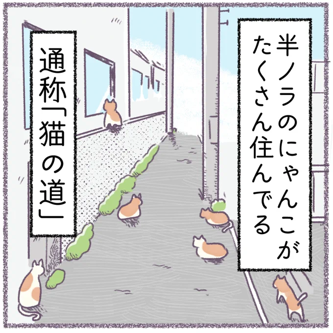 【地域猫!日記】再掲猫アレルギーだけど猫は気になる存在です。#猫の日   #猫の日2022 #コミックエッセイ 