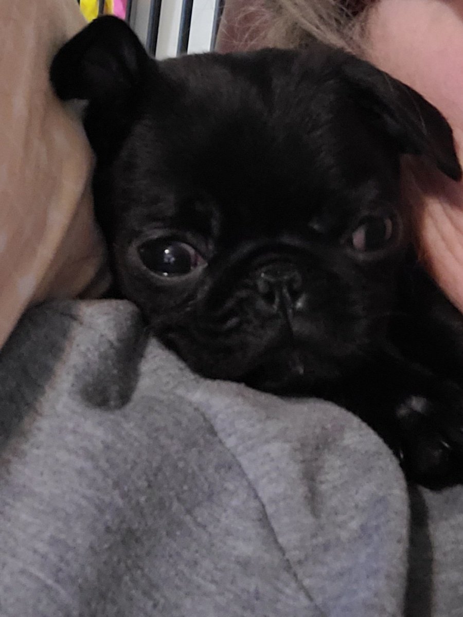 rena_oag's tweet photo. @sshubhiggupta This is his sister Monster Smidge.  Lots of cuddles and kisses from this little girl. https://t.co/SRQIYHcB5L
