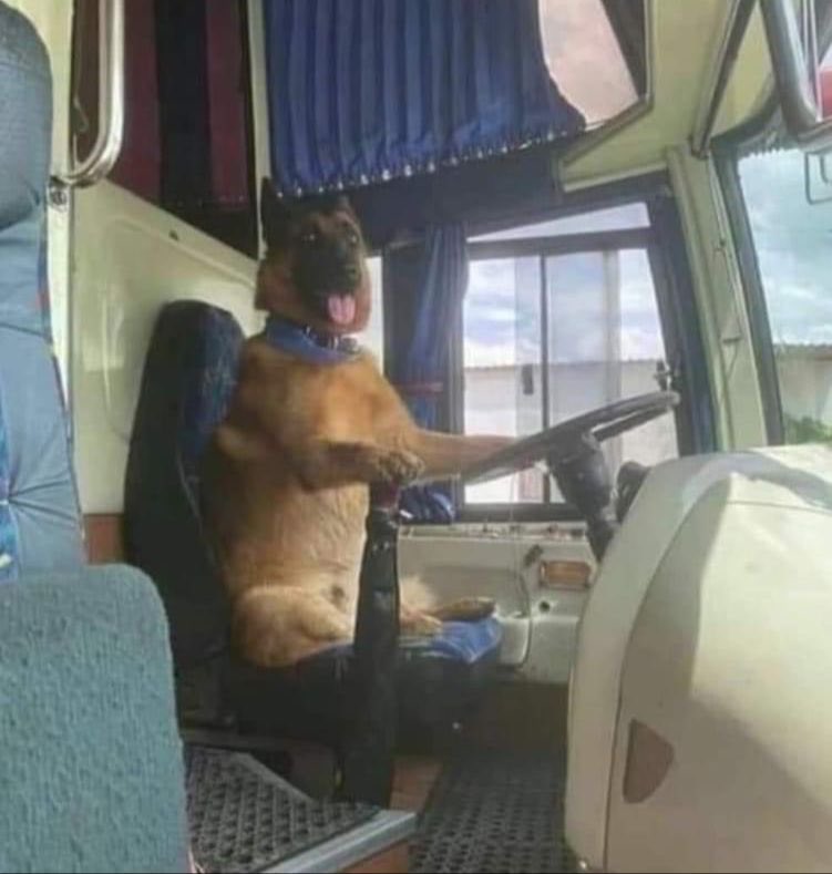 DiloConPerritos's tweet photo. Sí joven, voy pa’l centro. https://t.co/2ixhThNomm