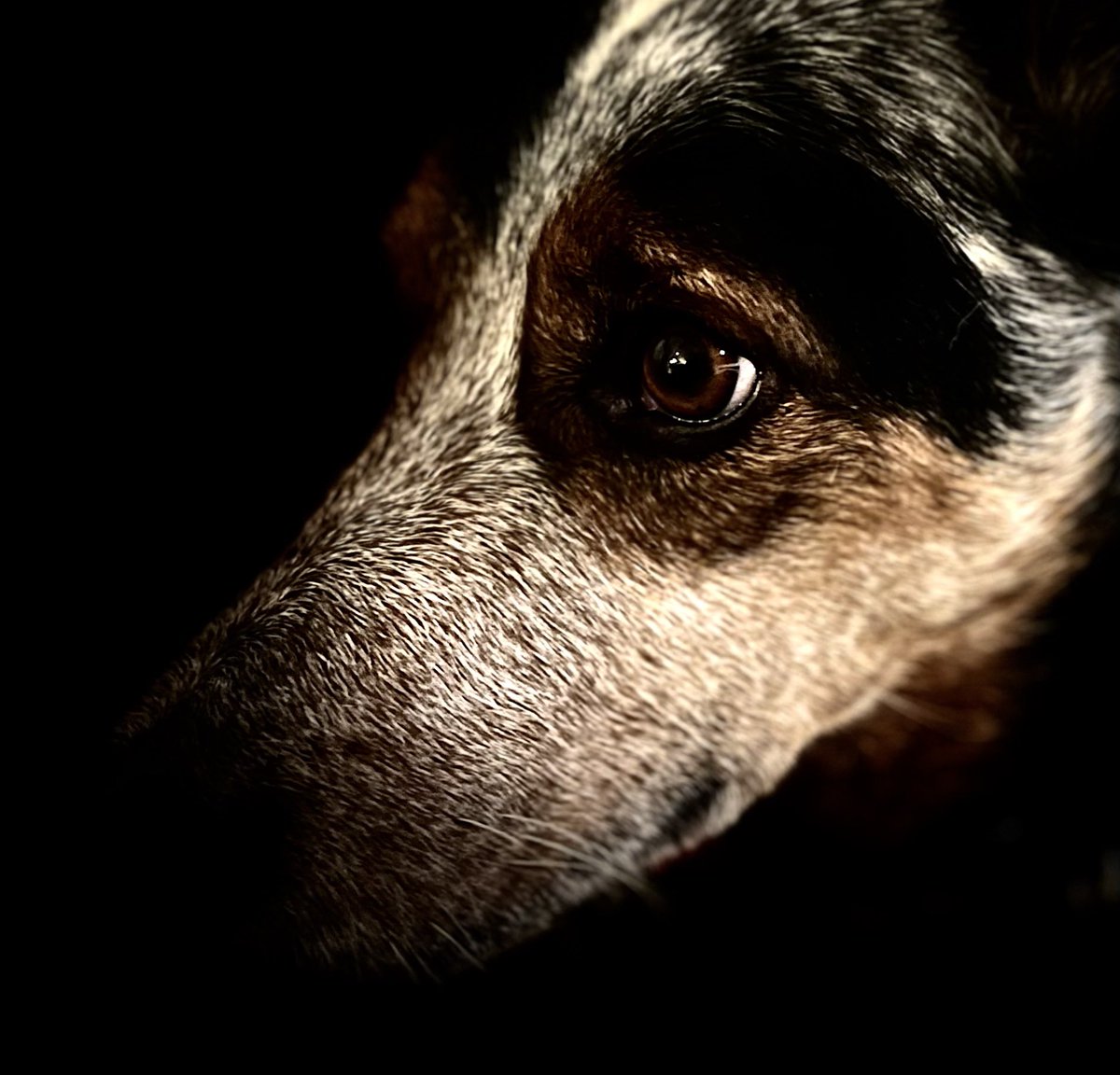 Australian cattle dog photographed by moi with the iPhone 13 pro