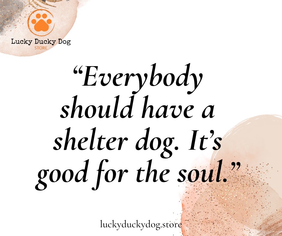 luckydogstore's tweet photo. “Everybody should have a shelter dog. It’s good for the soul.”-Paul Shaffer

#luckyduckydogstore #luckythedog #dogmom #dogdad #furbaby #buynow #fashion #dog #pet #puppy https://t.co/GQlQIflOeM