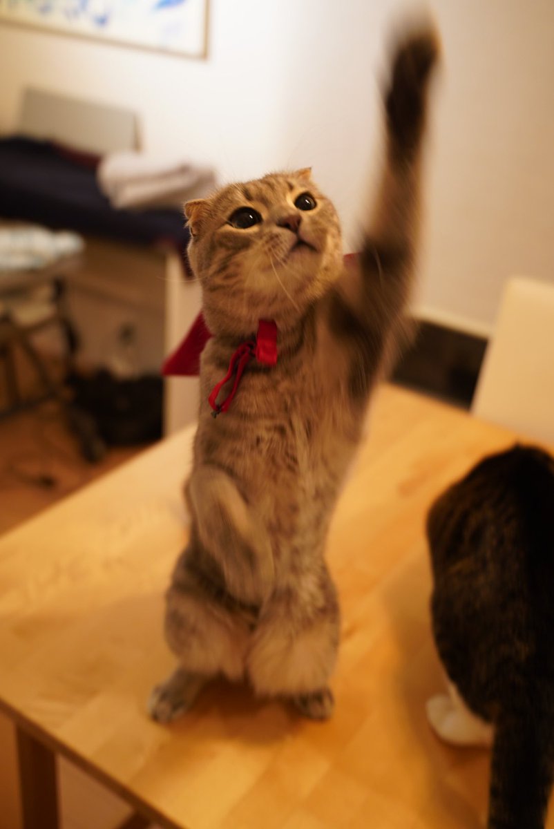 tkankn's tweet photo. #猫の日 #ねこの日 #猫の日2022 #にゃんにゃんにゃんの日 https://t.co/Kmh6pmekB5