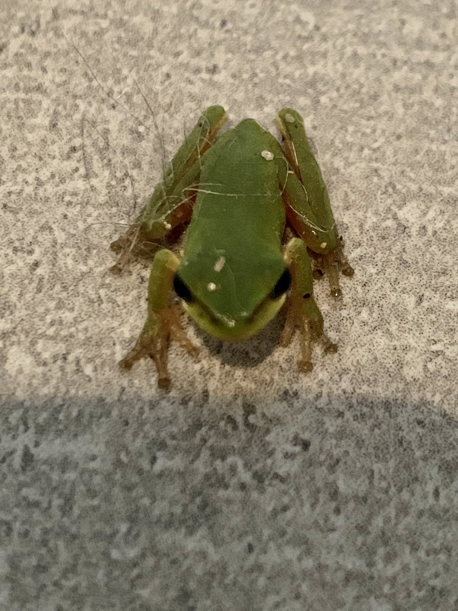 kelly fuller tweet media